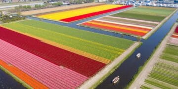 Știați că există o floare ce înflorește, doar pentru o zi! Nu ar exista dacă nu este polenizată zilnic cu un baț special. E vitală pentru oameni