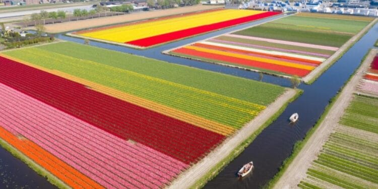 Știați că există o floare ce înflorește, doar pentru o zi! Nu ar exista dacă nu este polenizată zilnic cu un baț special. E vitală pentru oameni