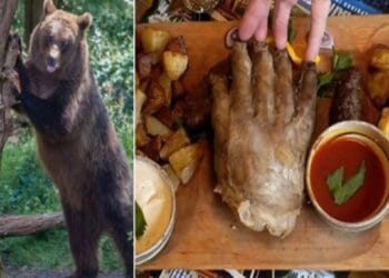 Argeșul ar trebui să calce pe urme Slovaciei. Carne de urși bruni după sacrificare legală prin restaurante