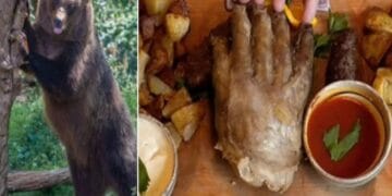 Argeșul ar trebui să calce pe urme Slovaciei. Carne de urși bruni după sacrificare legală prin restaurante