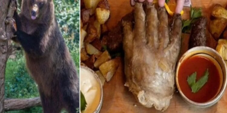Argeșul ar trebui să calce pe urme Slovaciei. Carne de urși bruni după sacrificare legală prin restaurante