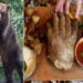 Argeșul ar trebui să calce pe urme Slovaciei. Carne de urși bruni după sacrificare legală prin restaurante