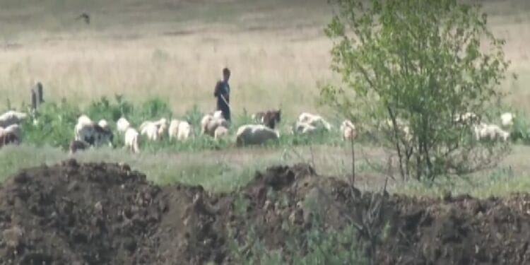 Un cioban a fost rănit după ce o oaie a călcat pe un proiectil care a explodat. Animalul a murit pe loc