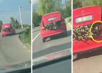 ULUITOR. Imagini șocante! O șoferiță și-a cărat copilul în portbagaj pentru a ține de lemne pentru a nu le pierde pe șosea