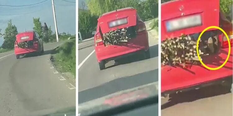 ULUITOR. Imagini șocante! O șoferiță și-a cărat copilul în portbagaj pentru a ține de lemne pentru a nu le pierde pe șosea