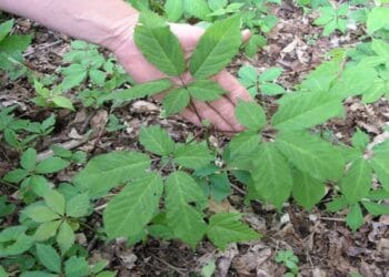 O plantă atât de veche de aproape 1.000 de ani se vinde cu mii de euro, pentru că lumea fuge de ea să o cultive