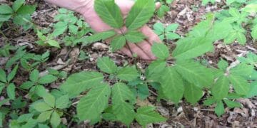 O plantă atât de veche de aproape 1.000 de ani se vinde cu mii de euro, pentru că lumea fuge de ea să o cultive