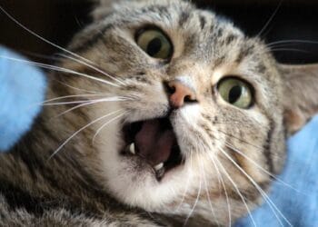 Anchetă de amploare la Spital. Mai multe persoane investigate după ce au făcut tomografie unei pisici