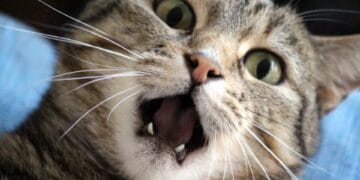 Anchetă de amploare la Spital. Mai multe persoane investigate după ce au făcut tomografie unei pisici