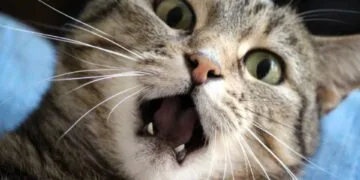 Anchetă de amploare la Spital. Mai multe persoane investigate după ce au făcut tomografie unei pisici