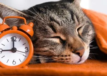 O pisică a demonstrat zicala din bătrâni că felinele au nouă vieți!