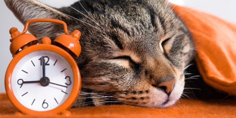 O pisică a demonstrat zicala din bătrâni că felinele au nouă vieți!