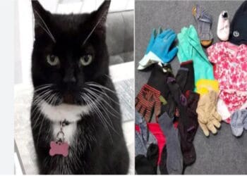 Felinele cleptomane care își șochează vecinii. Aceștia rămân fără lenjerie intimă, șosete și cămăși