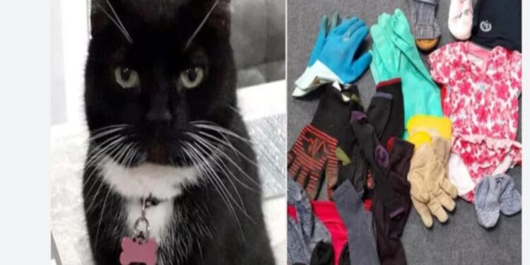 Felinele cleptomane care își șochează vecinii. Aceștia rămân fără lenjerie intimă, șosete și cămăși