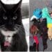 Felinele cleptomane care își șochează vecinii. Aceștia rămân fără lenjerie intimă, șosete și cămăși
