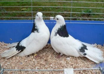 Ce s-au gândit să mai fure românii… Porumbei de concurs în valoare de peste 2 milioane de euro! VIDEO