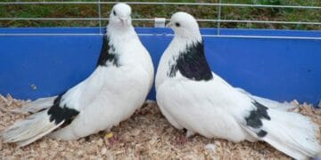 Ce s-au gândit să mai fure românii… Porumbei de concurs în valoare de peste 2 milioane de euro! VIDEO