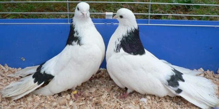 Ce s-au gândit să mai fure românii… Porumbei de concurs în valoare de peste 2 milioane de euro! VIDEO