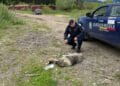 Animal schingiuit de o femeie. Respectiva a vrut să-l abandoneze pe malul unei ape. Jandarmii au prins-o în flagrant!