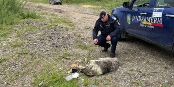 Animal schingiuit de o femeie. Respectiva a vrut să-l abandoneze pe malul unei ape. Jandarmii au prins-o în flagrant!