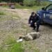 Animal schingiuit de o femeie. Respectiva a vrut să-l abandoneze pe malul unei ape. Jandarmii au prins-o în flagrant!