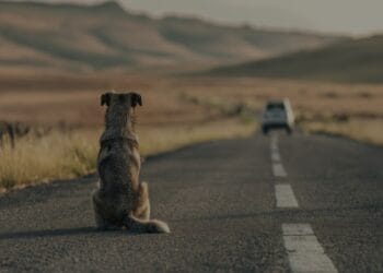 Un bărbat a primit o amendă cât valoarea mașinii din care a scos dintr-un sac un câine și l-a abandonat pe marginea drumului