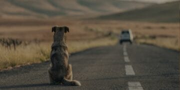 Un bărbat a primit o amendă cât valoarea mașinii din care a scos dintr-un sac un câine și l-a abandonat pe marginea drumului