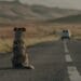 Un bărbat a primit o amendă cât valoarea mașinii din care a scos dintr-un sac un câine și l-a abandonat pe marginea drumului