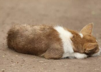 A trecut intenționat cu roțile peste un câine! Patrupedul a murit! Autorul a fost reținut!