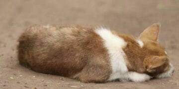 A trecut intenționat cu roțile peste un câine! Patrupedul a murit! Autorul a fost reținut!