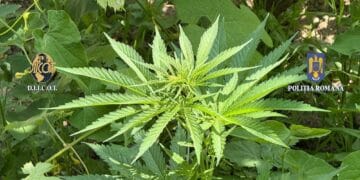 Ca să aibă ce vinde, un bărbat și-a amenajat o cultură de canabis! Respectivul comercializa ”marfa” printr-un ”distribuitor”. Amândoi au intrat pe mâna ofițerilor DIICOT! VIDEO