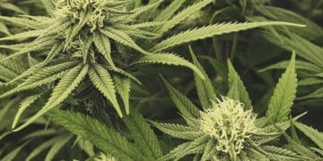 Trei bărbați reținuți pentru că introduceau droguri în țară. ”Marfa” venea cu firmele de curierat!