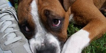 Gest de o CRUZIME extremă! Un bărbat a bătut câinele unui vecin! Animalul a murit din cauza rănilor!