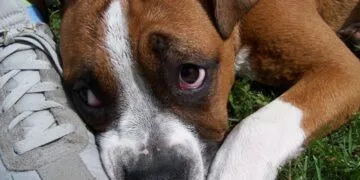 Gest de o CRUZIME extremă! Un bărbat a bătut câinele unui vecin! Animalul a murit din cauza rănilor!