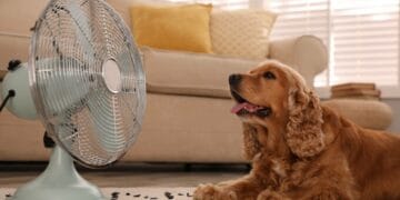 Temperaturile foarte mari fac oamenii să caute soluții. Cum te poți bucura de răcoare fără mari cheltuieli