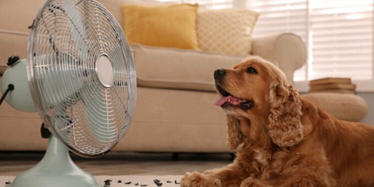 Temperaturile foarte mari fac oamenii să caute soluții. Cum te poți bucura de răcoare fără mari cheltuieli