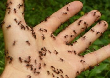 ADIO, produse chimice periculoase. Produsul natural, minune care te scapă super rapid de furnicile din casa sau curtea ta!