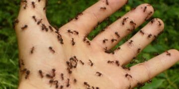 ADIO, produse chimice periculoase. Produsul natural, minune care te scapă super rapid de furnicile din casa sau curtea ta!