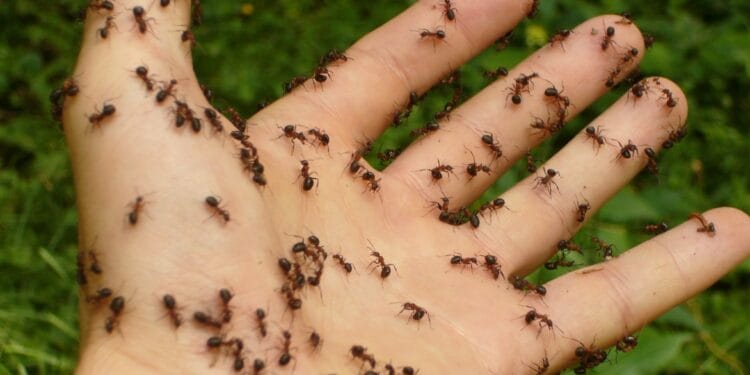 ADIO, produse chimice periculoase. Produsul natural, minune care te scapă super rapid de furnicile din casa sau curtea ta!