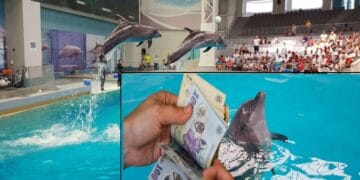 Cât costă un bilet la Delfinariul Constanța, acum, în 2025? Iată ce tarife plătesc vizitatorii pentru a accesa zona de Microrezervație și Păsări Exotice. Dar și pentru alte puncte de vizitare din zonă?