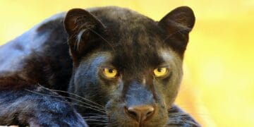 Un animal sălbatic deosebit de periculos, a fost văzut în mai multe zone din țară. Autoritățile au intrat în alertă!