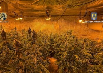 Un bărbat și-a făcut propria plantație de canabis! Avea plante pentru multe ”vânzări”. O întreagă ”afacere” a fost distrusă de oamenii legii!