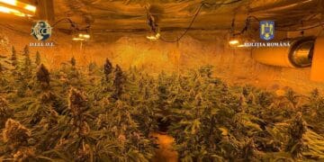 Un bărbat și-a făcut propria plantație de canabis! Avea plante pentru multe ”vânzări”. O întreagă ”afacere” a fost distrusă de oamenii legii!