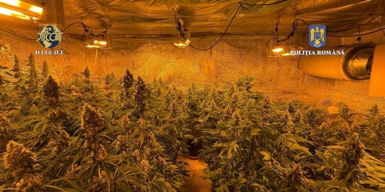 Un bărbat și-a făcut propria plantație de canabis! Avea plante pentru multe ”vânzări”. O întreagă ”afacere” a fost distrusă de oamenii legii!