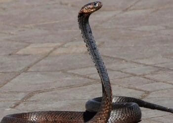 Județul care a doborât Recordul, la mușcături de șarpe în doar câteva ore. La un an se întâmpla asta! Cum s-a ajuns aici?