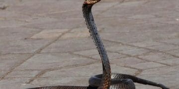 Județul care a doborât Recordul, la mușcături de șarpe în doar câteva ore. La un an se întâmpla asta! Cum s-a ajuns aici?