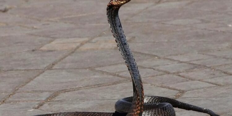 Județul care a doborât Recordul, la mușcături de șarpe în doar câteva ore. La un an se întâmpla asta! Cum s-a ajuns aici?