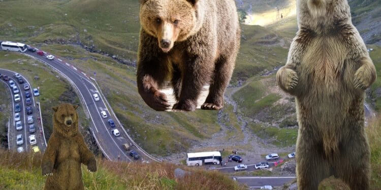 Veste uriașă. Se deschide Transfăgărășanul. Autoritățile avertizează că este plin de urși. Turiștii nu au voie să îi hrănească