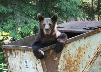 Urșii au dat mari bătăi de cap comunităților din zonele montane. Autoritățile au căutat soluții pentru îndepărtarea sălbăticiunilor!