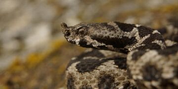 Bărbat prins cu zeci de vipere în bagaj. Respectivul avea de gând să le comercializeze pe saci de bani